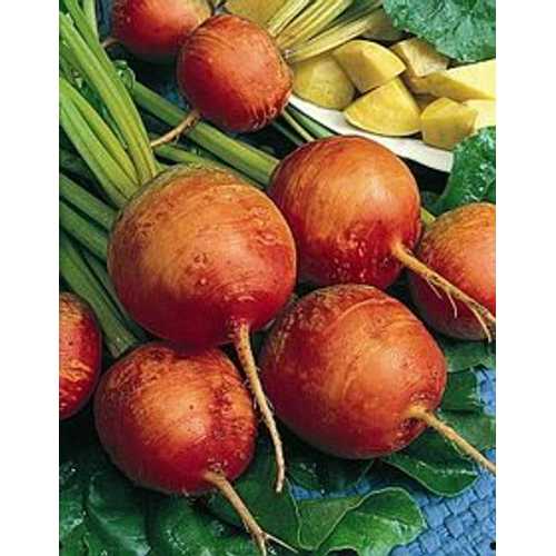 Hazzard\u0027s Beets Golden Detroit 1,000 Seeds
