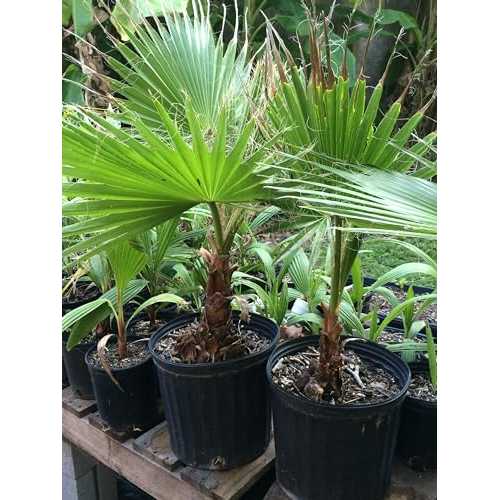 Generic Mexican Fan Palm, \u0027Washingtonia robusta\u0027 (Small 8\