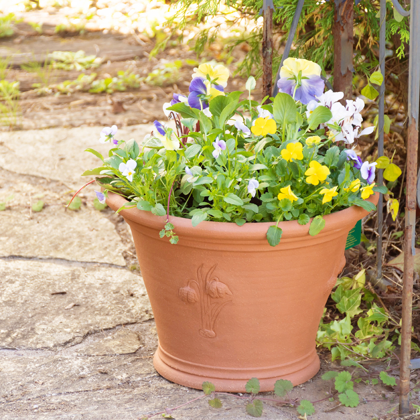 ウィッチフォード ハンドル付きバスケット鉢 直径36cmサイズ ウィッチ