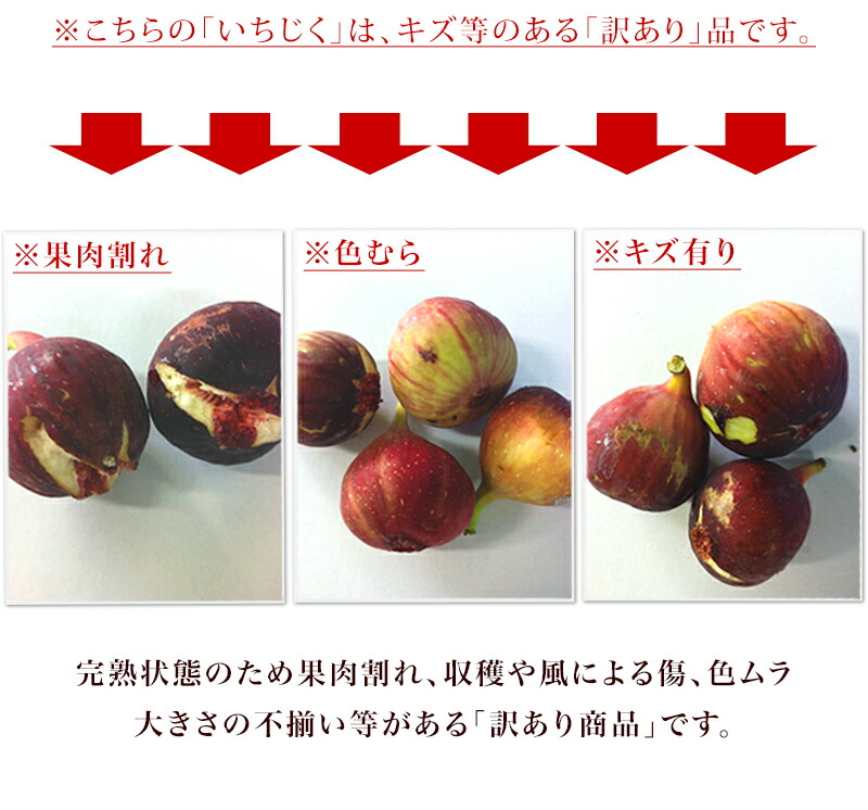 朝採りいちじく選果場直送 1 5kg 箱入り 4パック 生いちじく 朝採り 選果場直送