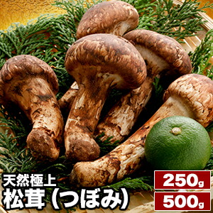 北海道　松茸　500g ② 北海道松茸500g 訳あり