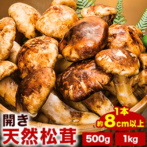 いよいよ最終間近　和歌山松茸　新鮮朝市　込み込み　356㌘ 高野富貴松茸 | tokusashop