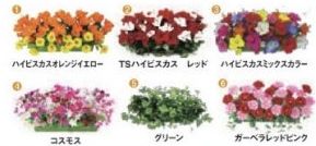 ローワイドプランター/コスモス 装飾 フラワー 花 プランター 演出 パチンコ備品 送料無料