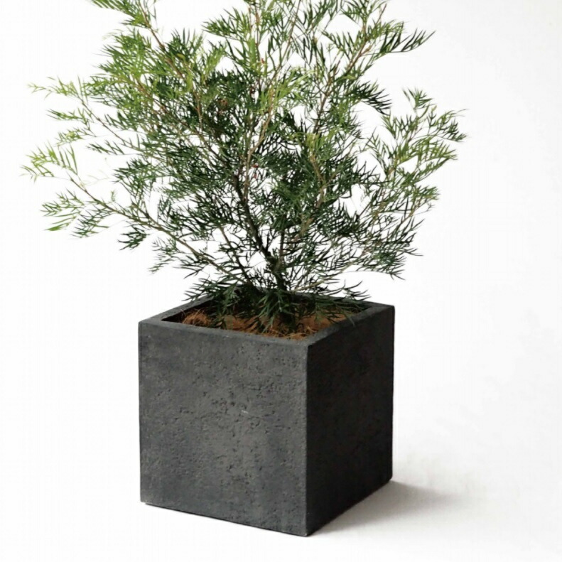 プランター 立方体 正方形 おしゃれ 軽い リガンデキューブs 40cm 13号 ポリストーンライト 底穴あり プラスチック 軽量 底穴あり ブラック アイボリー ベージュ グレー 植木鉢 鉢 ボックス 四角 正方形 立方体 鉢 ガーデニング 室内 室外 鉢植え 園芸 観葉植物