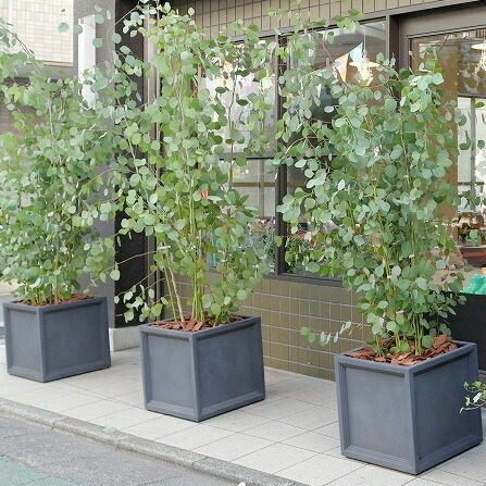植木鉢 おしゃれ 大型 プラスチック 軽い Llキューブ S Frp 39cm グレー 穴あり 繊維強化プラスチック 四角 スクエア 正方形 立方体 軽量 樹脂 プランター 鉢 特大 大きめ ガーデニング 屋外 植え替え 鉢植え 園芸 観葉植物 多肉植物 塊根植物 サボテン 人工観葉植物