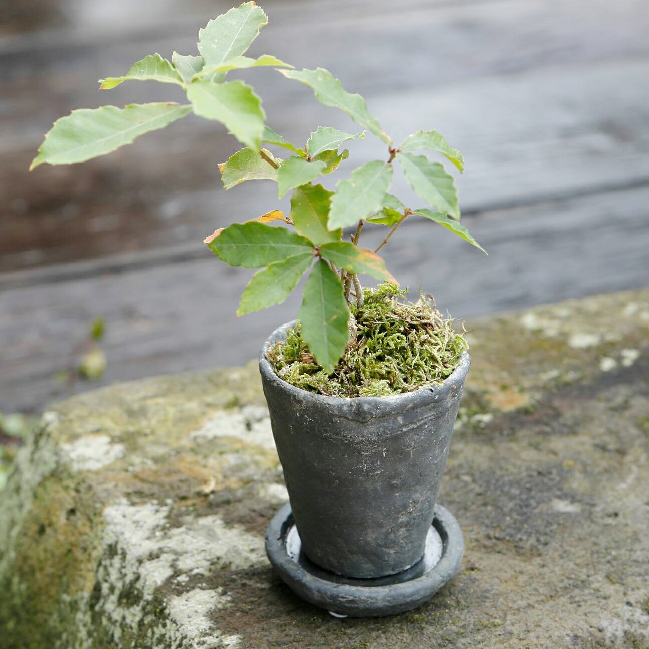 楽天市場】植木鉢 おしゃれ セメント テトラハイS＜ 12cm 4号 穴あり 受け皿あり ベージュ グレー 黒 コンクリート プランター 縦長 長鉢  背の高い 深鉢 アンティーク 鉢 柄 模様 円筒 円柱 寸胴 ガーデニング 室内 植え替え 鉢植え 園芸 観葉植物 多肉植物 塊根植物