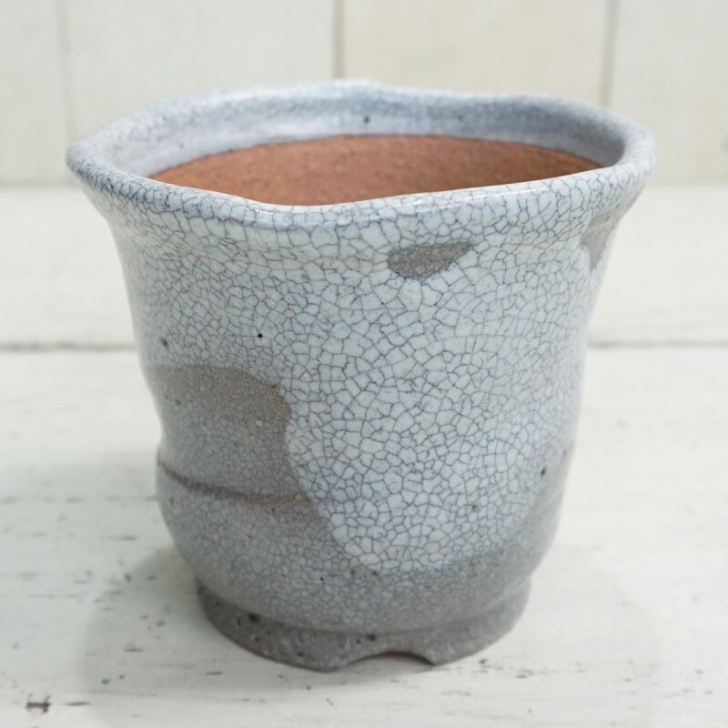 楽天市場 植木鉢 おしゃれ 和風 信楽焼 白マットウチョウラン鉢 Sa1 03 9 5cm 3号 グレー 穴あり ヒビ 模様 湯飲み茶わん型 陶器鉢 白 黒 山草 盆栽 国産 プランター 貫入 鉢 ガーデニング 室内 植え替え 鉢植え 園芸 観葉植物 多肉植物 塊根植物 サボテン 苔 人工