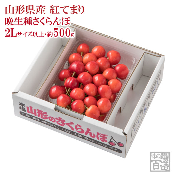 お中元さくらんぼ 紅てまり バラ詰約500ｇ 2Lサイズ以上(72-DO)