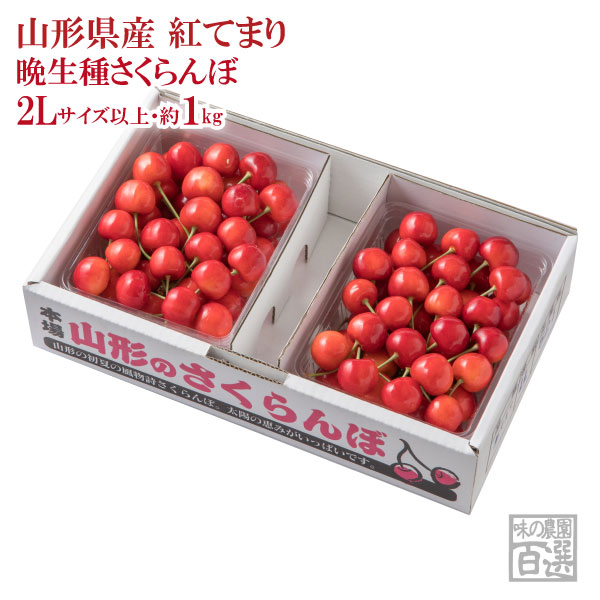 紅てまり バラ詰約1kg 2Lサイズ以上（72-Z）