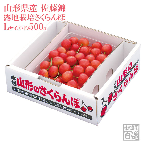 露地栽培 最盛期佐藤錦 バラ詰約500g Lサイズ（61-A）【山形産/さくらんぼ/サクランボ/送料無料/贈答用/産地直送/お中元】