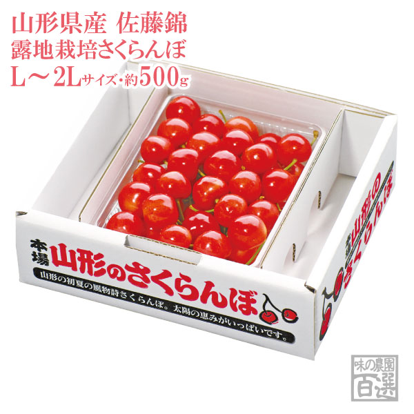 露地栽培 最盛期佐藤錦 バラ詰約500g L～2Lサイズ（61-V）【山形産/さくらんぼ/サクランボ/送料無料/贈答用/産地直送/お中元】