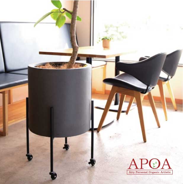 楽天市場】ディオーン スピヌロスム 観葉植物 おしゃれ ソテツ