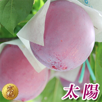 早期予約《 すもも  太陽 プラム 約3kg 》 【山梨県 境川産 プラム すもも 太陽 約3kg 18~24個 (約1.5kg×2箱)】送料無料  李 大玉スモモ タイヨウ 贈答品  贈り物  数量限定 高級フルーツ お取り寄せグルメ 詰め合わせギフト 産地直送 お中元