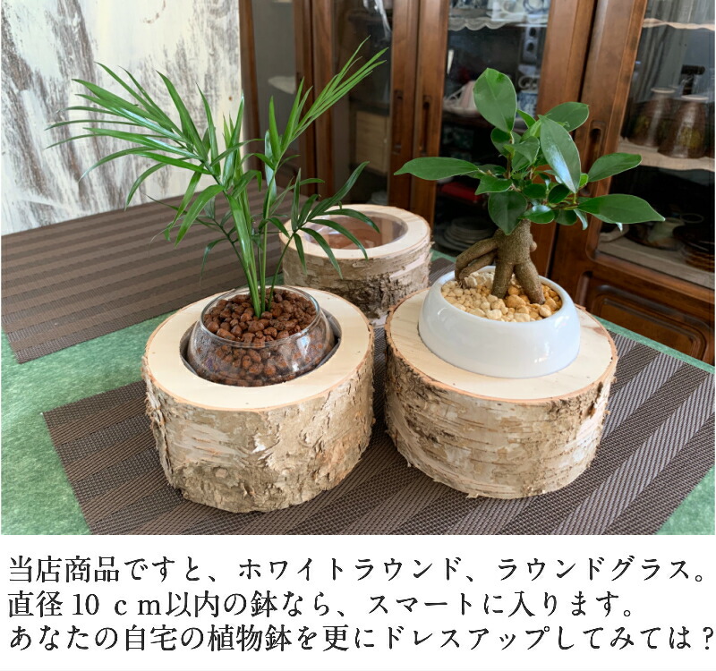 送料無料 天然 白樺 鉢カバー 観葉植物 北欧 インテリア ミニ 白 丸型 陶器鉢 結婚式 両親 記念品 贈呈 ギフト プレゼント 女性 母 父 お祝い 誕生日 がじゅまるの樹 送別会 新築祝い 引越し祝い 風水 快気 Giosenglish Com