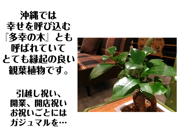 送料無料 ハイドロ 一般教養 観葉 植物 ガジュマルの樹木形図 観葉植物 ガジュマル ハイドロカルチャー 黄 ま四角 精が住む木 観葉植物 ミニ 黄色 金面型 陶製ボール 御芽出度 両親 銘記威厳 ギブ 到来物 捧呈 夫人 母じゃ人 師父 式事 生誕主日 がじゅまるの樹 送別