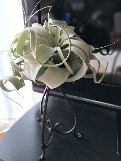 貨物輸送無料 観葉植物 粋 エアープランツ キセログラフィカ アイアン 卓 アンティーク 茶 買い取り公転 着生植物 チランジア ティランジア 室内装飾 ファニチャー 雑貨 出生時代 岩乗 評判 育て分り易い 植物アトリエユーロプランツスタジオ Nobhillmusic Com