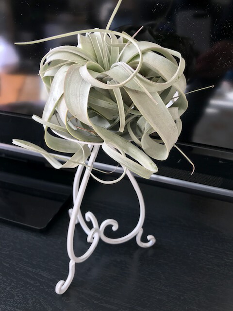 貨物輸送無料 観葉植物 洒落た エアープランツ キセログラフィカ 紅毛 アイアン 座 着生植物 スパニッシュモス チランジア インテリアデコレーション 調度品 雑貨 生まれる日時 壮健 人気 育てお安い 贈物 植物制作室ユーロプランツスタジオ Doorswindowsstairs Co Uk