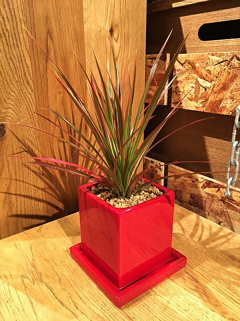楽天市場 送料無料 観葉植物 ドラセナ レインボー 鉢植え 高さcm程度 観葉植物 レッド スクエア 受け皿付き 土植え 真実の木 赤 陶器 デスク 誕生日 風水 ギフト ユーロプランツ スタジオ お祝い おしゃれ 日陰 インテリア 北欧 加湿器 簡単 丈夫 育てやすい ミニ
