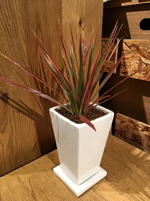 送料無料 観葉植物 ドラセナ レインボー 鉢植え 高さcm程度 観葉植物 ホワイト トール スクエア 受け皿付き 土植え 真実の木 白 陶器 デスク 誕生日 風水 ギフト ユーロプランツ スタジオ お祝い おしゃれ 日陰 インテリア 北欧 加湿器 簡単 丈夫 ミニ観葉 Educaps Com Br