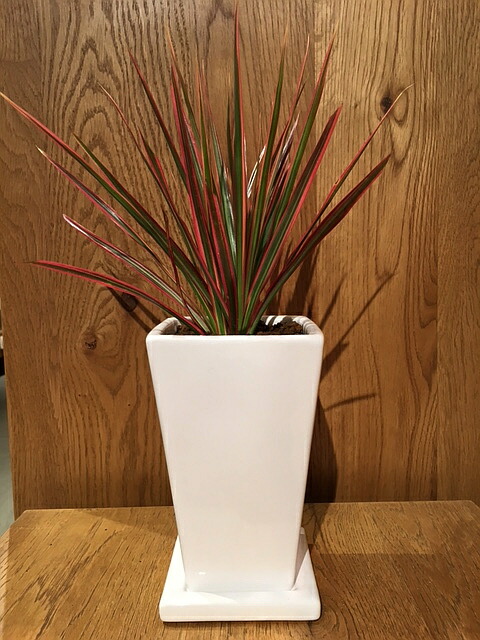 送料無料 観葉植物 ドラセナ レインボー 鉢植え 高さcm程度 観葉植物 ホワイト トール スクエア 受け皿付き 土植え 真実の木 白 陶器 デスク 誕生日 風水 ギフト ユーロプランツ スタジオ お祝い おしゃれ 日陰 インテリア 北欧 加湿器 簡単 丈夫 ミニ観葉 Educaps Com Br