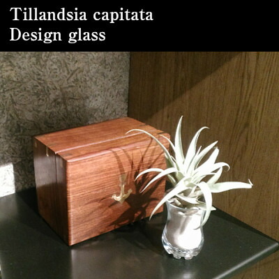 送料無料 エアープランツ カピタータ 5cm等 パタン 水呑 居物沙お傍 エアプランツ カピタタ チランジア 内装 ファニチャー 雑貨 生まれる平均太陽日 ソリッド 人受け 育て単簡 多肉草木 サボテン 植物撮影所ユーロプランツスタジオ Doorswindowsstairs Co Uk