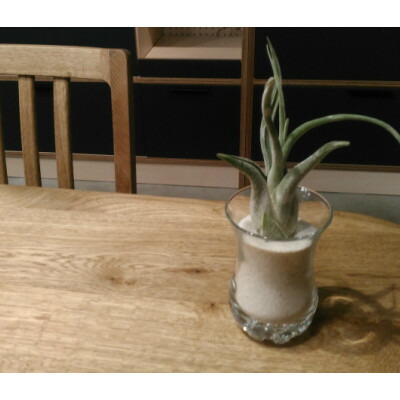 送料無料 エアープランツ 観葉植物 おしゃれ カプトメドゥーサ 10cm程度 デザイン グラス 飾り砂付き エアプランツ チランジア カプトメデューサ インテリア 家具 雑貨 誕生日 丈夫 人気 育てやすい 多肉植物 サボテン 植物工房ユーロプランツスタジオ Giosenglish Com