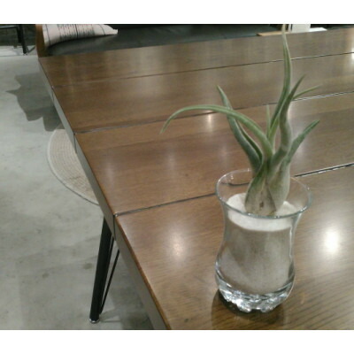 送料無料 エアープランツ 観葉植物 おしゃれ カプトメドゥーサ 10cm程度 デザイン グラス 飾り砂付き エアプランツ チランジア カプトメデューサ インテリア 家具 雑貨 誕生日 丈夫 人気 育てやすい 多肉植物 サボテン 植物工房ユーロプランツスタジオ Giosenglish Com