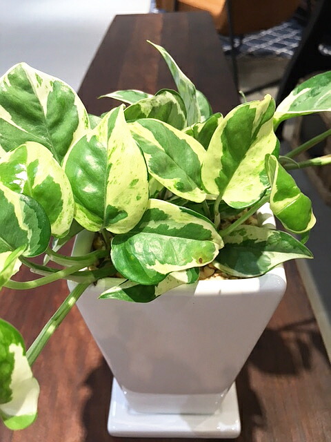 貨物輸送無料 観葉草木 ポトス 面白いことがる 観葉植物 鉢植え 物量さcmグレイド 白 真四角 トール 今日的 ポースレン 受け皿付き人 陶器 デスク 風水 開店御祝い 開業祝い 北欧 他愛無い 頑強 鉢植え 風水 花言葉 赫々たるな明るさ 御持たせ 式典 内祝い 御持たせ 乙