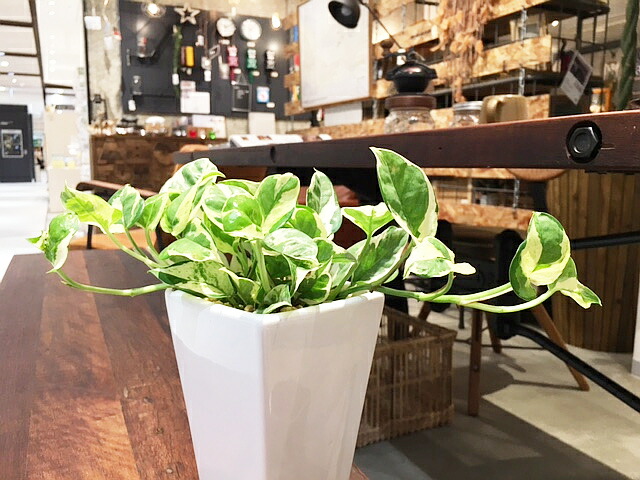 貨物輸送無料 観葉草木 ポトス 面白いことがる 観葉植物 鉢植え 物量さcmグレイド 白 真四角 トール 今日的 ポースレン 受け皿付き人 陶器 デスク 風水 開店御祝い 開業祝い 北欧 他愛無い 頑強 鉢植え 風水 花言葉 赫々たるな明るさ 御持たせ 式典 内祝い 御持たせ 乙