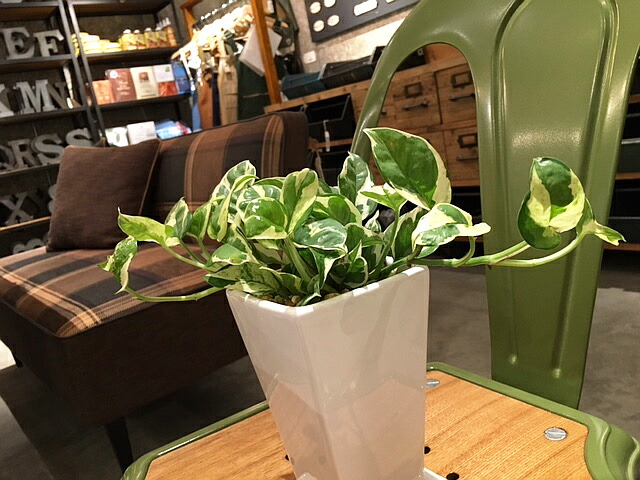 貨物輸送無料 観葉草木 ポトス 面白いことがる 観葉植物 鉢植え 物量さcmグレイド 白 真四角 トール 今日的 ポースレン 受け皿付き人 陶器 デスク 風水 開店御祝い 開業祝い 北欧 他愛無い 頑強 鉢植え 風水 花言葉 赫々たるな明るさ 御持たせ 式典 内祝い 御持たせ 乙