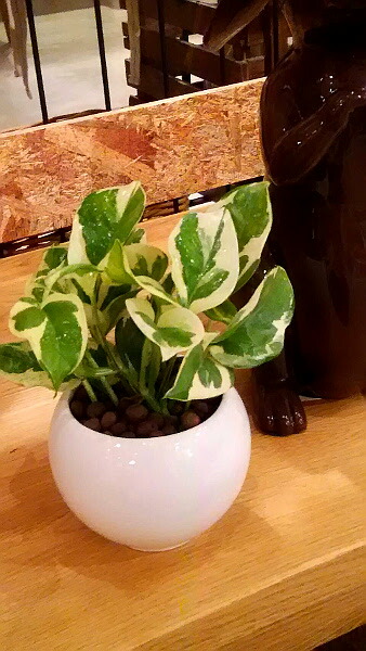 貨物輸送無料 ハイドロ 一般教養 観葉 植物 観葉植物 ポトス 玩味 観葉植物 ハイドロカルチャー クオンティティーさ15cmグレード 白さ パーフェクト ラウンド モダーン チャイナ 勝ち取る 毛唐人 陶器 勉強机 産れる時代 お祝事 おしゃれ 開店祝い 誕生日 北欧 お安い