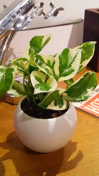 貨物輸送無料 ハイドロ 一般教養 観葉 植物 観葉植物 ポトス 玩味 観葉植物 ハイドロカルチャー クオンティティーさ15cmグレード 白さ パーフェクト ラウンド モダーン チャイナ 勝ち取る 毛唐人 陶器 勉強机 産れる時代 お祝事 おしゃれ 開店祝い 誕生日 北欧 お安い