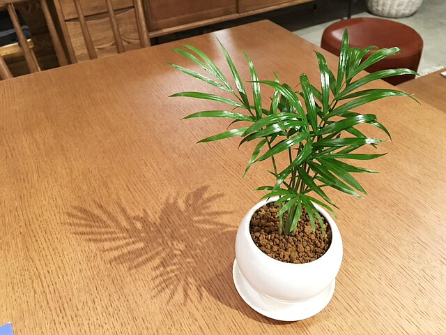 送料無料 観葉植物 おしゃれ テーブルヤシ 鉢植え 高さ15cm程度 観葉植物 ホワイト ラウンド 受け皿付き 土植え ヤシの木 陶器 デスク 誕生日 風水 ギフト ユーロプランツ お祝い おしゃれ 日陰 インテリア 北欧 加湿器 簡単 丈夫 育てやすい ミニ観葉 Educaps Com Br
