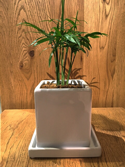 送料無料 観葉植物 テーブルヤシ 鉢植え 高さ15cm程度 観葉植物 ホワイト キューブ 受け皿付き 土植え ヤシの木 陶器 デスク 誕生日 風水 ギフト ユーロプランツ お祝い おしゃれ 日陰 インテリア 北欧 加湿器 簡単 丈夫 育てやすい ミニ観葉 トイレ Educaps Com Br