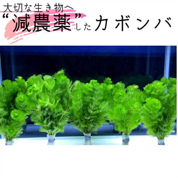 楽天市場 全国 送料無料 減農薬 処理済み カボンバ 1束 10本 セット 長さ15cm 程度 金魚 メダカ 熱帯魚 グッピー 水槽 テラリウム アクアリウム 植物工房ユーロプランツスタジオ 観葉植物 ユーロプランツスタジオ