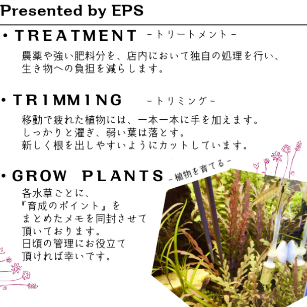 楽天市場 全国 送料無料 減農薬 処理済み マツモ 1セット 5本 長さ10 15cm程度 金魚 メダカ 熱帯魚 グッピー 水槽 テラリウム アクアリウム 植物工房ユーロプランツスタジオ 観葉植物 ユーロプランツスタジオ