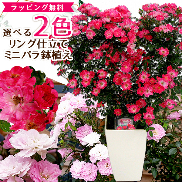 楽天市場 2色から選べる 薔薇 リング仕立て ツル ミニバラ 鉢植え 母の日 早割 プレゼント 特大ボリューム満点 送料無料 鉢花 母の日ギフトフラワー 花 ギフト 母の日 母の日 花 ガーデニング岐阜緑園