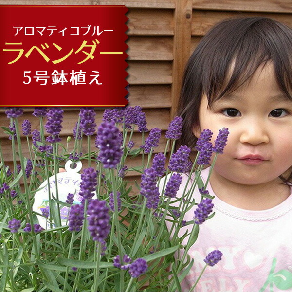 楽天市場】ラベンダー クリスタルフィン 3号サイズ 苗 新品種 花芽付