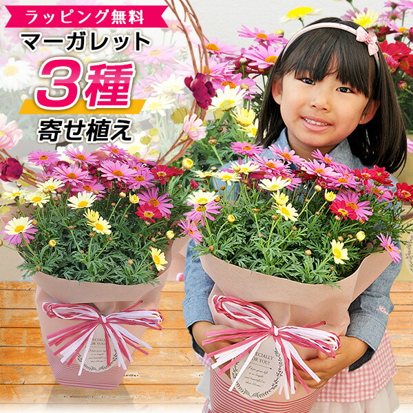 楽天市場 マーガレット 3色寄植え 6号サイズ 鉢花 鉢植え 母の日 早割 ボリューム満点 送料無料 カラフル ラッピング付き 高さ40cmセンチ 花 母の日ギフト 母の日プレゼント 22年 母の日 花 ガーデニング岐阜緑園