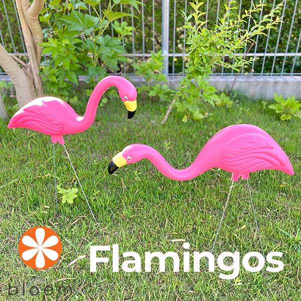 楽天市場 Bloem Pink Flamingos Set Of 2 ピンクフラミンゴ 2体セット ガーデン オブジェ 置物 アメリカ Hutte 楽天市場店