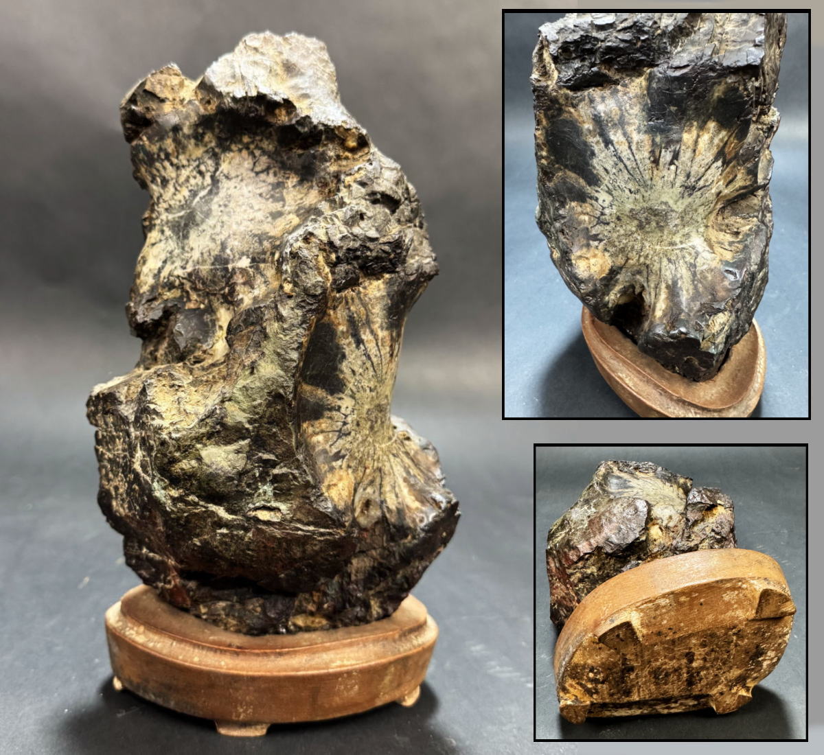 楽天市場】【送料無料】菊花石 鑑賞石 (産地/ 根尾 赤倉山) 唐木台