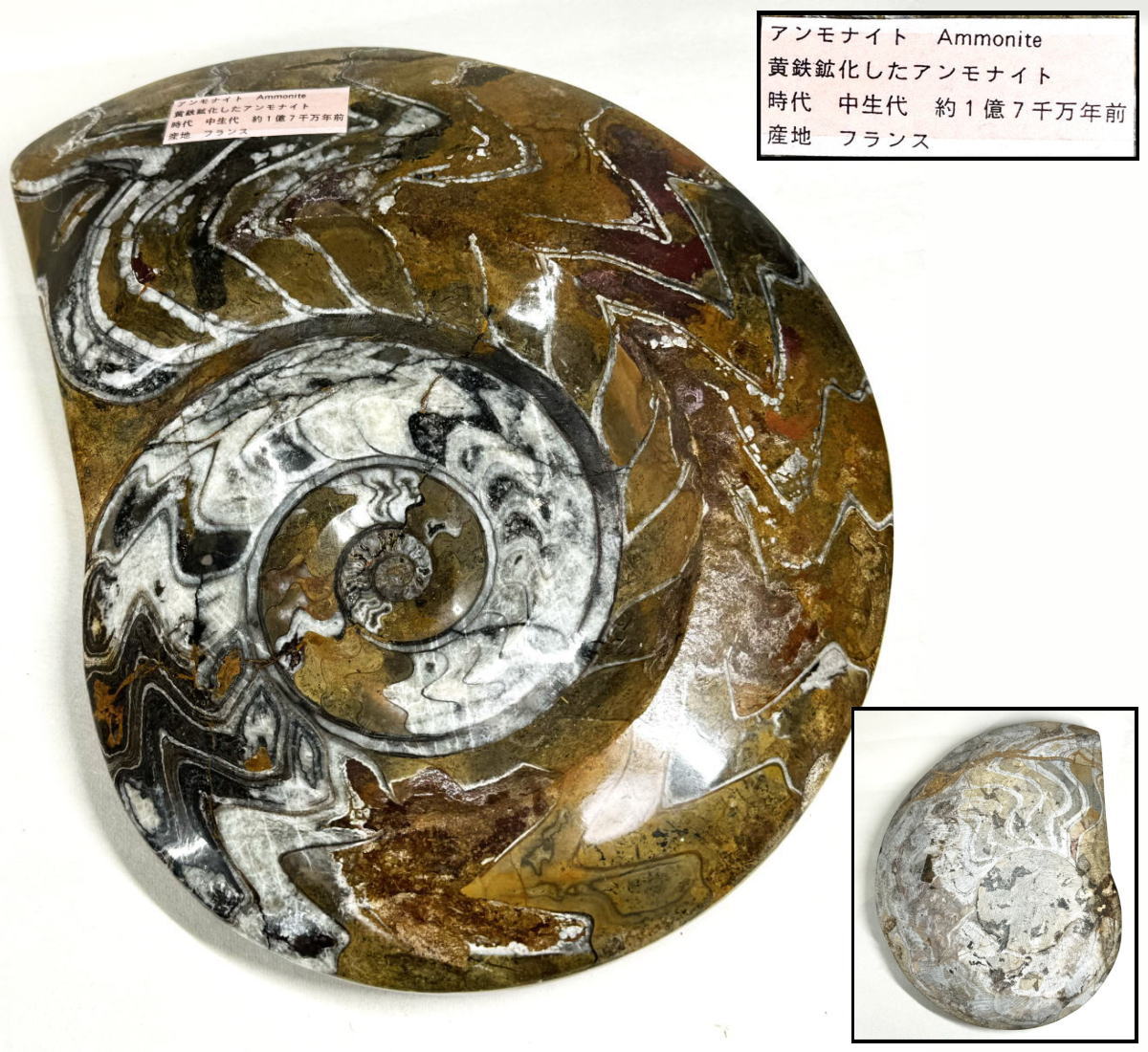 【送料無料】<BR>アンモナイト 超大型<BR>黄鉄鉱化した化石 絶品 約4.1kg<BR>縫合線 中生代 (約1億7千万年前) <BR>フランス産 鑑賞石 教材<BR>威龍彩雲