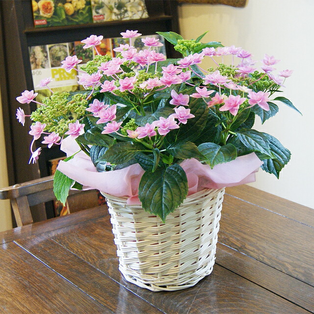 楽天市場 あじさい 鉢植え ギフト 凜花 リンカ ガクアジサイ アジサイ 送料無料 鉢植え 紫陽花 母の日 父の日 22 ギフト 西安 ダンスパーティー 西洋アジサイ 花ギフト ポイント消化 100円 300円 500円 花ギフト 山形産果物野菜 花樹有