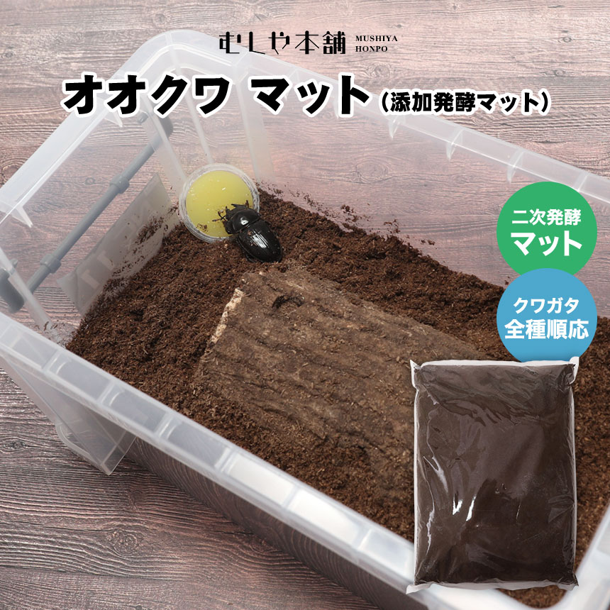 【未経験者向け】日本のカブトムシとクワガタの育て方｜成虫・幼生の繁殖遣りくち！