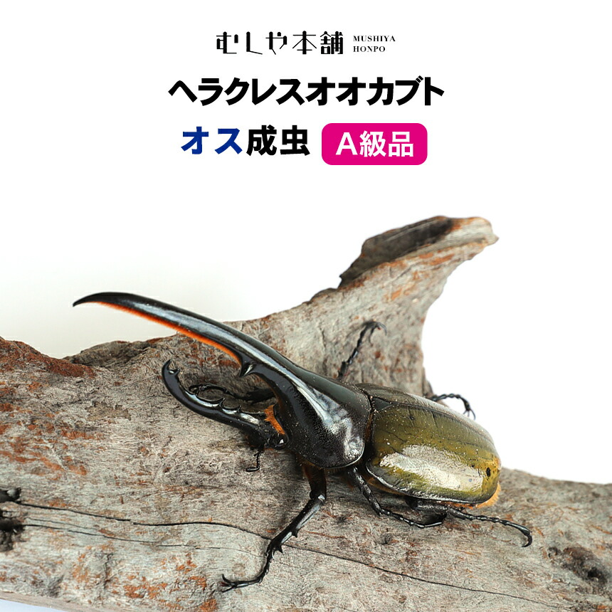 【未経験者向け】日本のカブトムシとクワガタの育て方｜成虫・幼生の繁殖遣りくち！