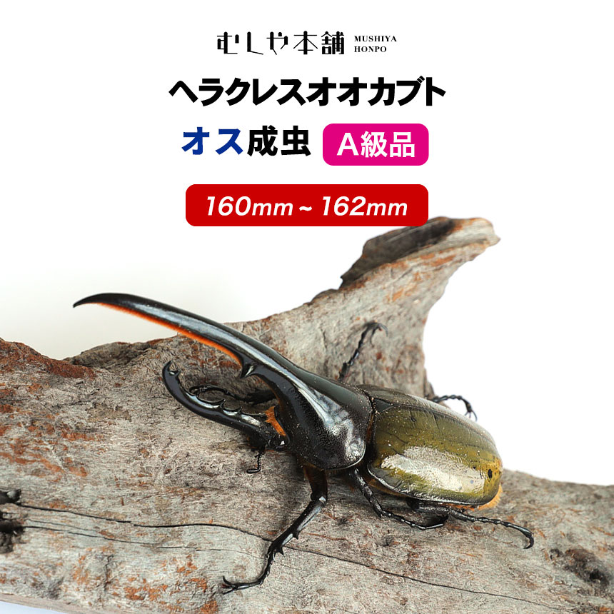 高カロリー! 廃菌床発酵カブトムシ マットBIG
