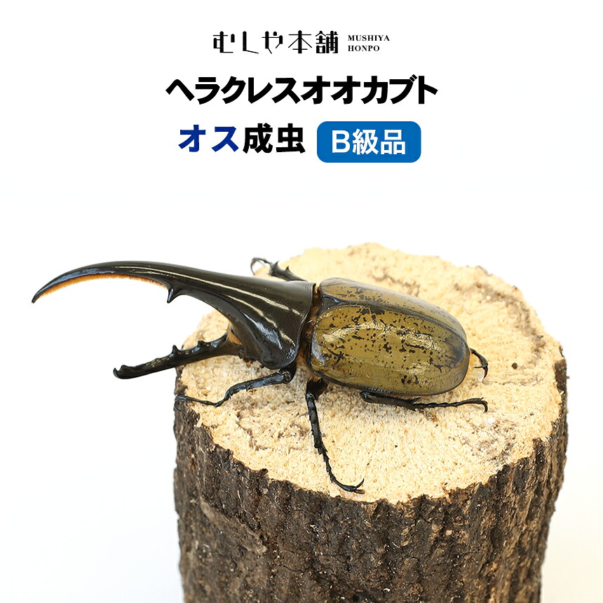 【未経験者向け】日本のカブトムシとクワガタの育て方｜成虫・幼生の繁殖操作手順！