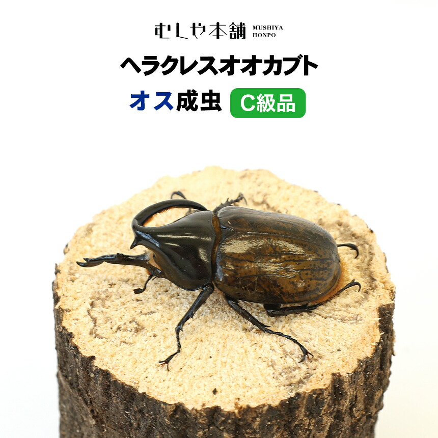 【未経験者向け】日本のカブトムシとクワガタの育て方｜成虫・幼生の繁殖遣りくち！