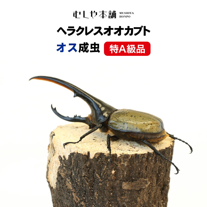 【未経験者向け】日本のカブトムシとクワガタの育て方｜成虫・幼生の繁殖操作手順！