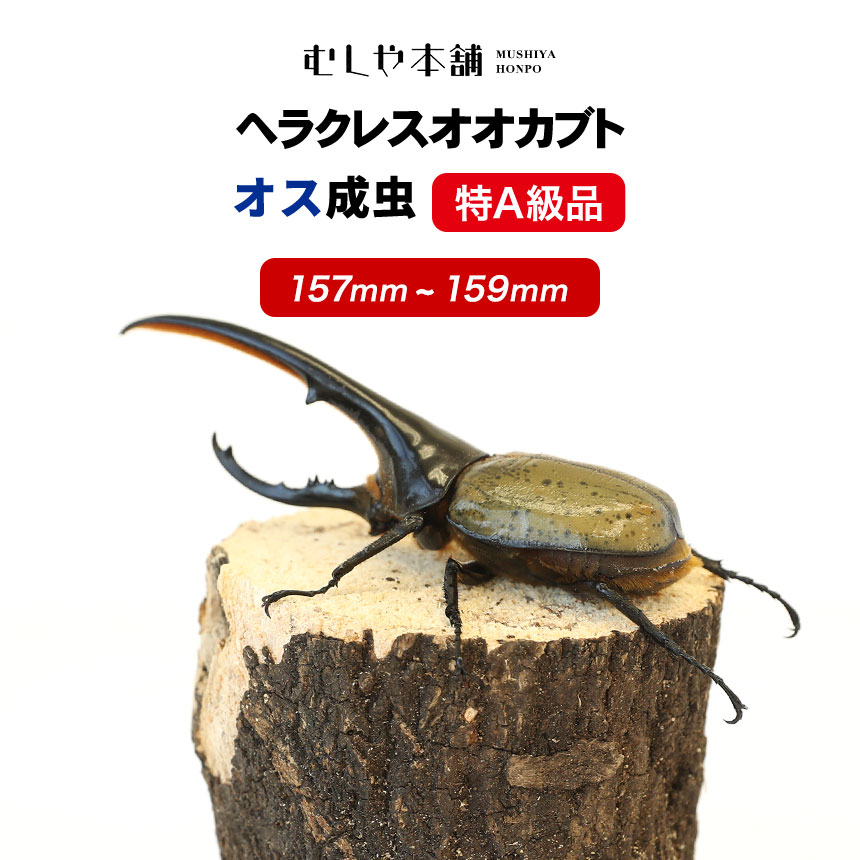 高カロリー! 廃菌床発酵カブトムシ マットBIG